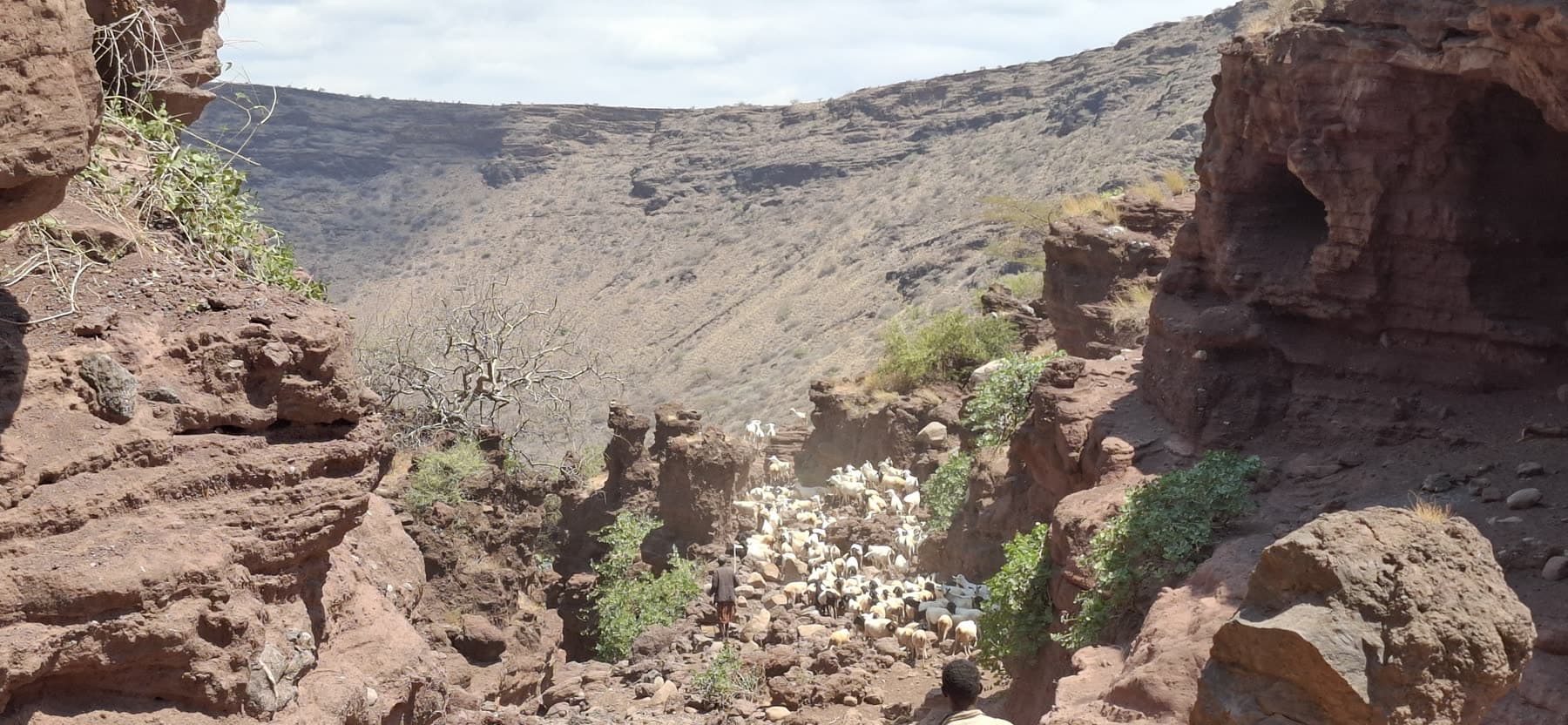 Goat herds queuing through a rocky crater entrance
