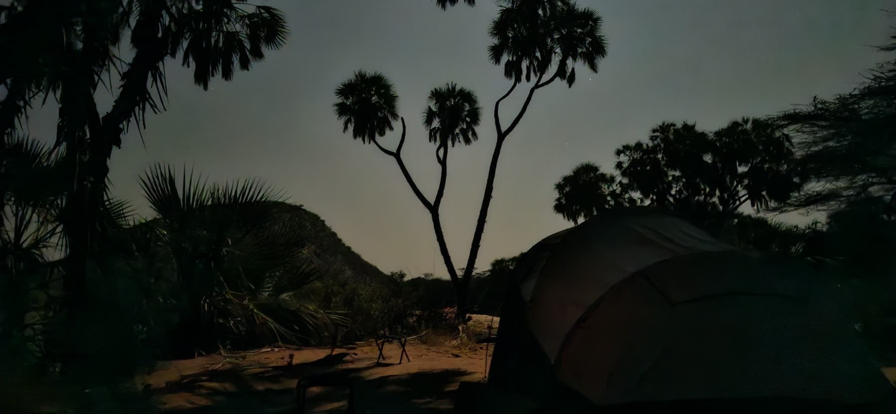 Camp under doum palms after dark