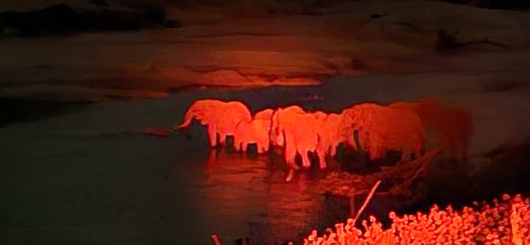 A family of elephants bathing at night, lit red by a flashlight