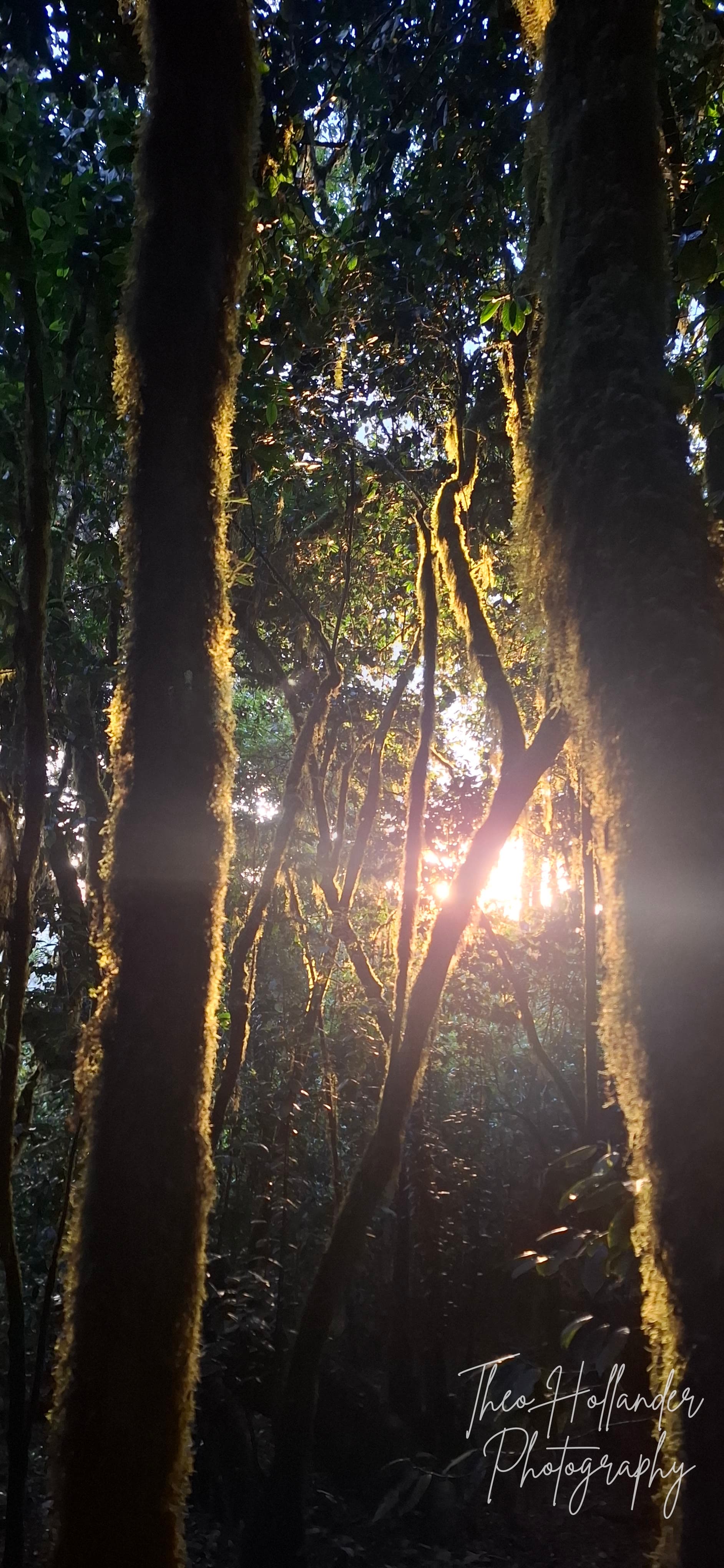 Sunlight breaking through moss-draped trees in a highland forest