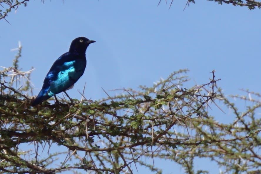 Northern Kenya wilderness — gallery image 19