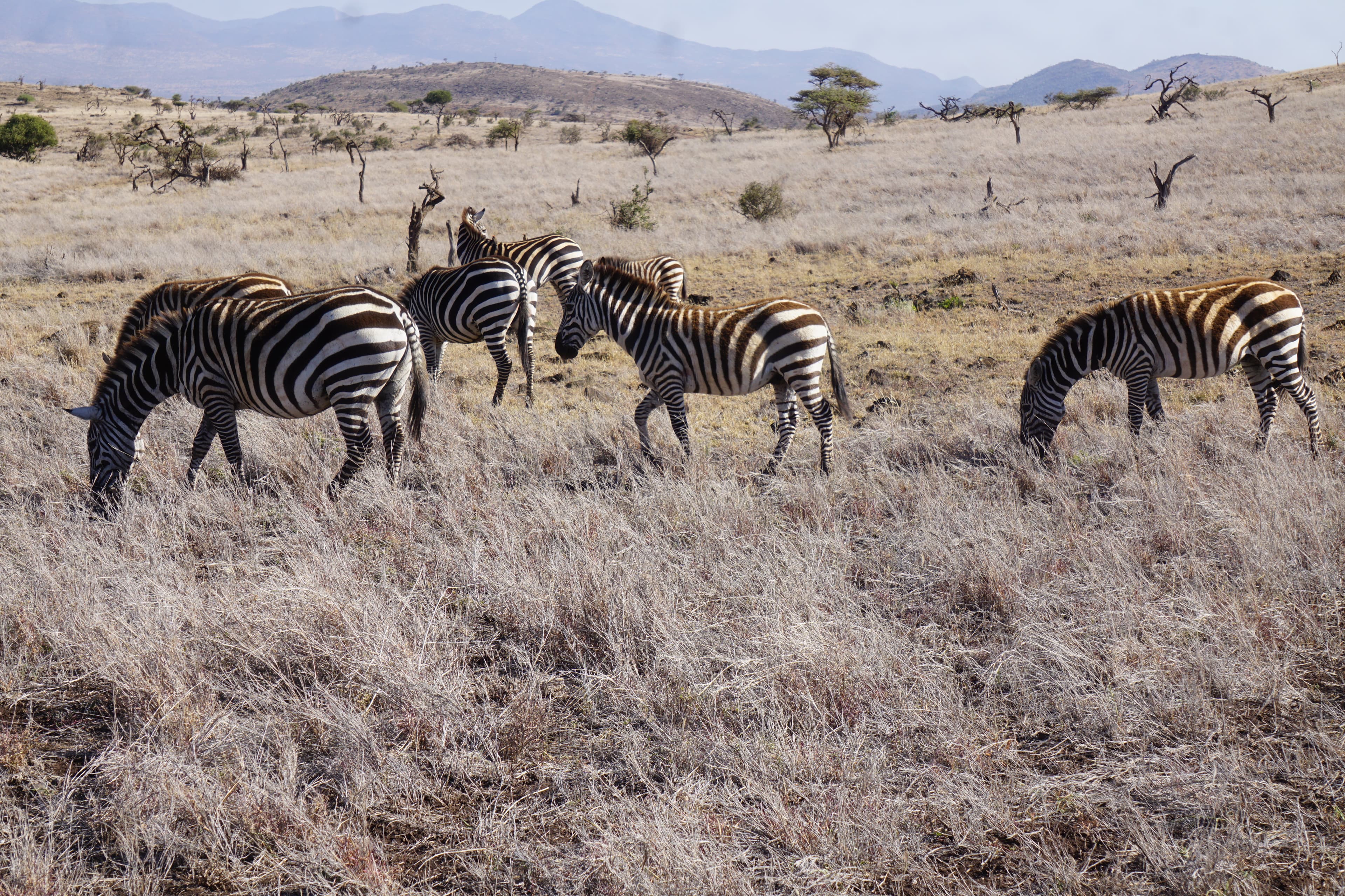 Northern Kenya wilderness — gallery image 11