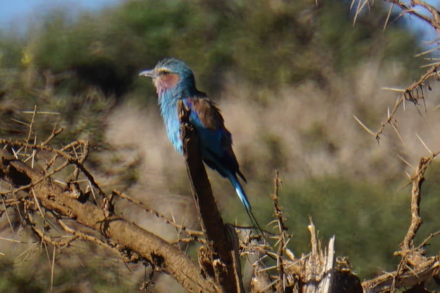 Northern Kenya wilderness — gallery image 14