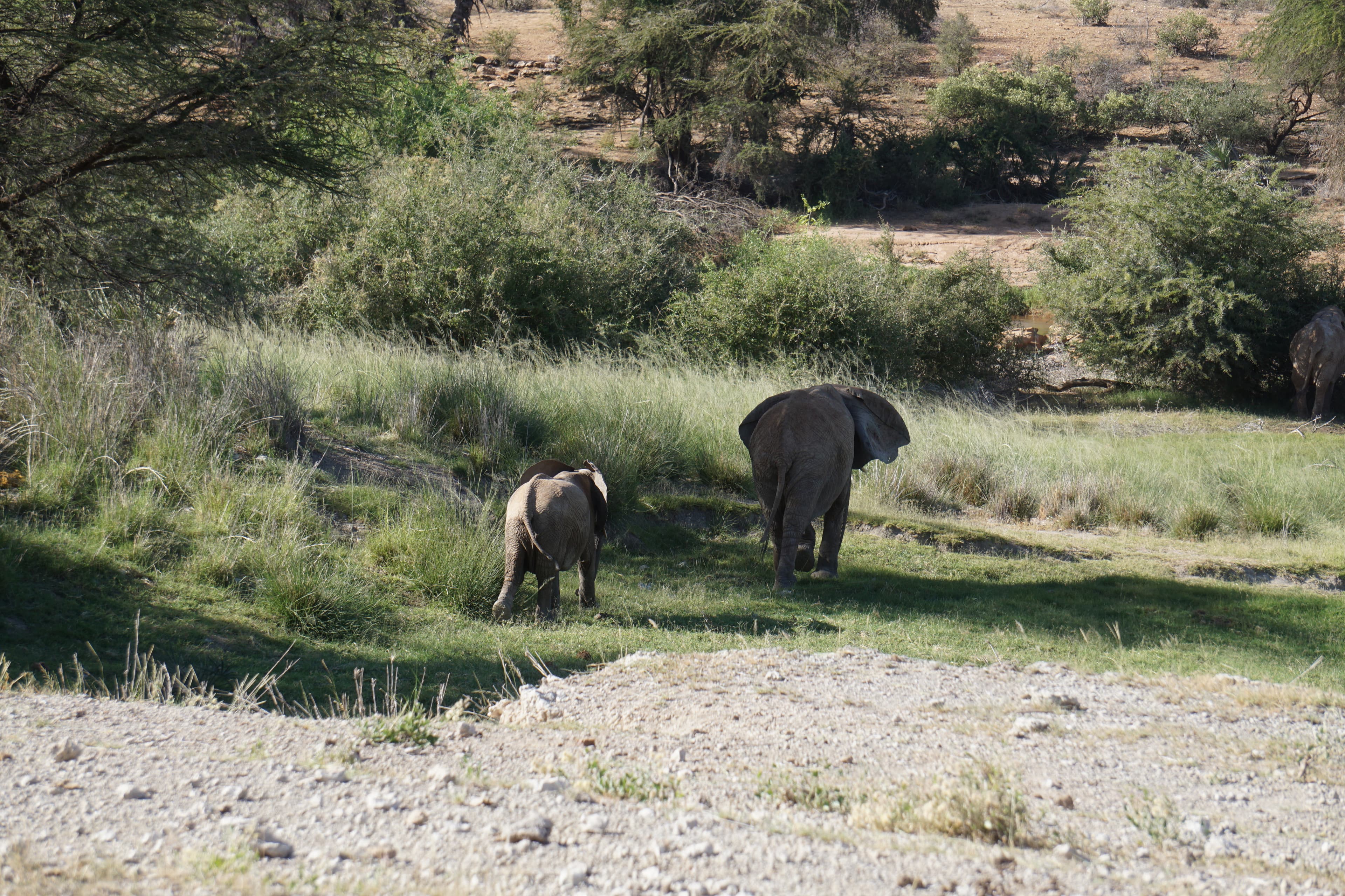 Northern Kenya wilderness — gallery image 17