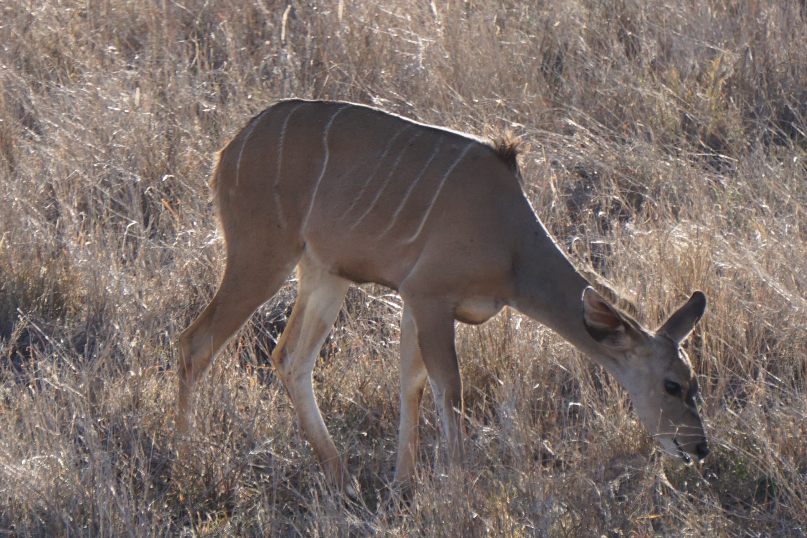 Northern Kenya wilderness — gallery image 16
