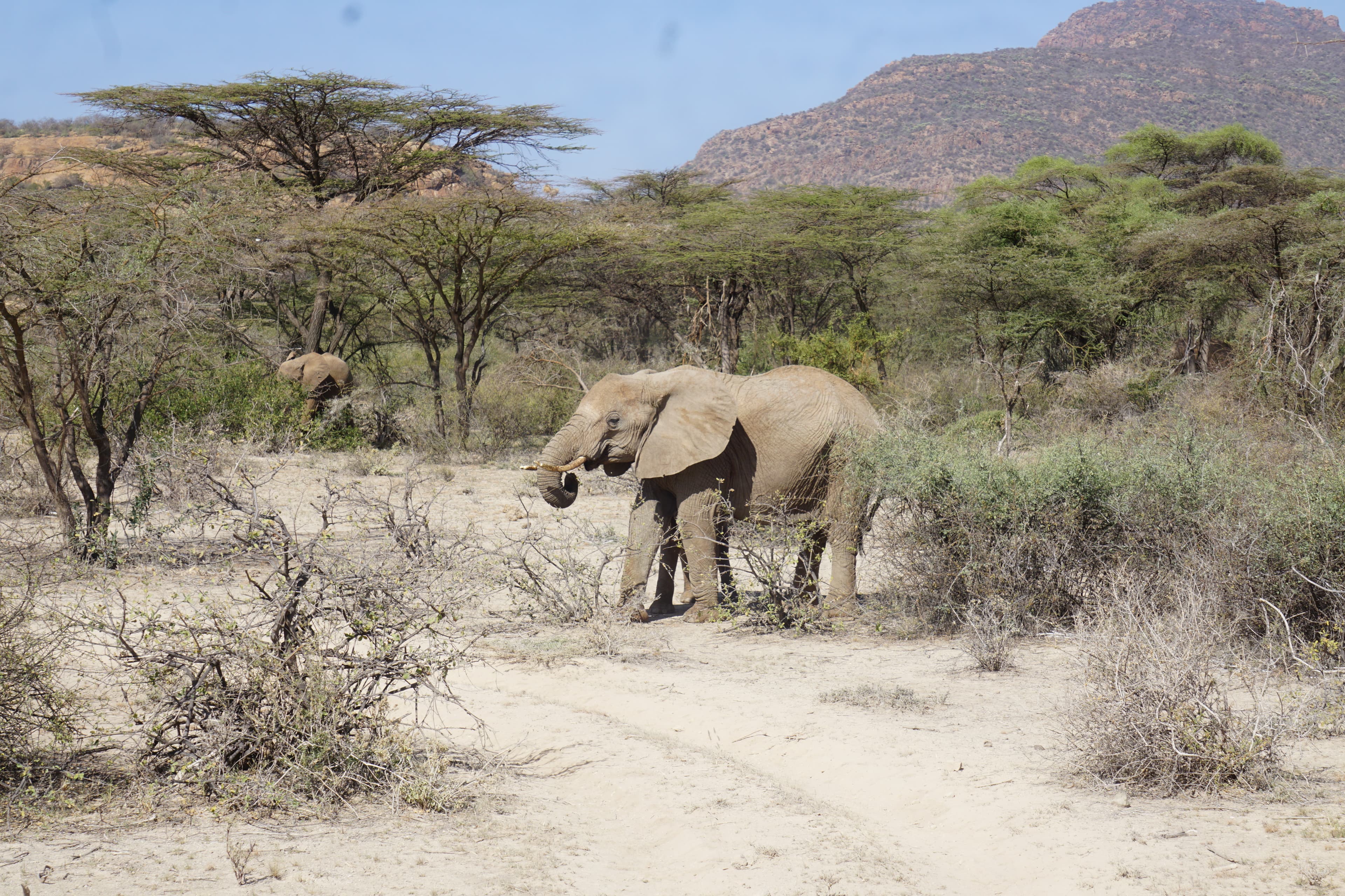 Northern Kenya wilderness — gallery image 15