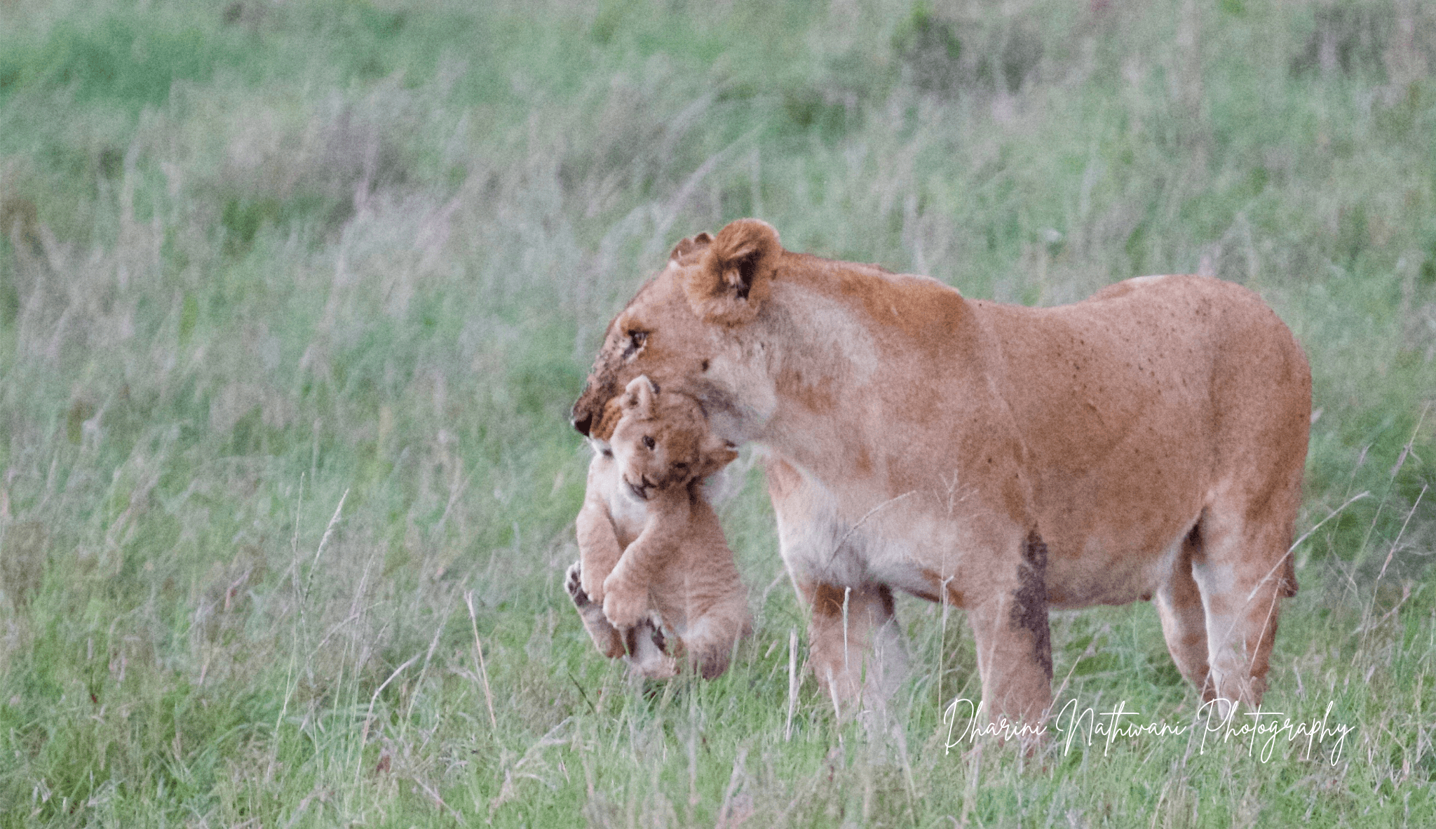 Northern Kenya wilderness — gallery image 6