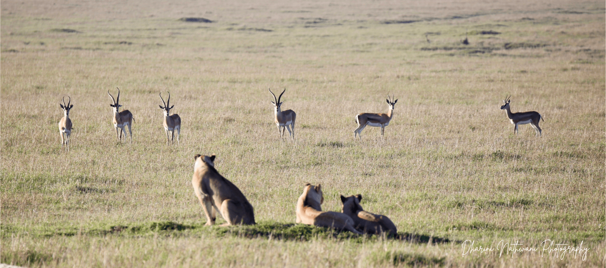 Northern Kenya wilderness — gallery image 1