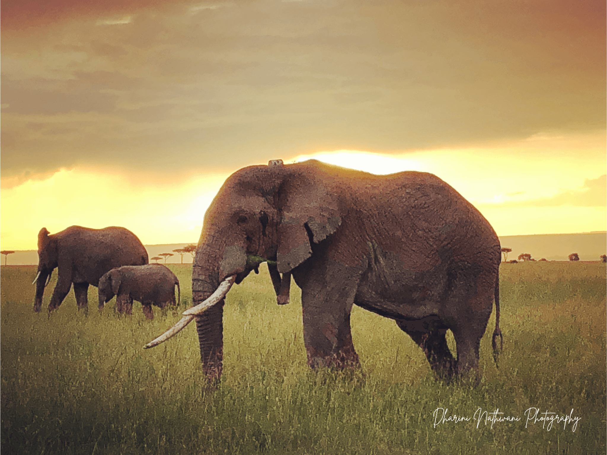 Northern Kenya wilderness — gallery image 5