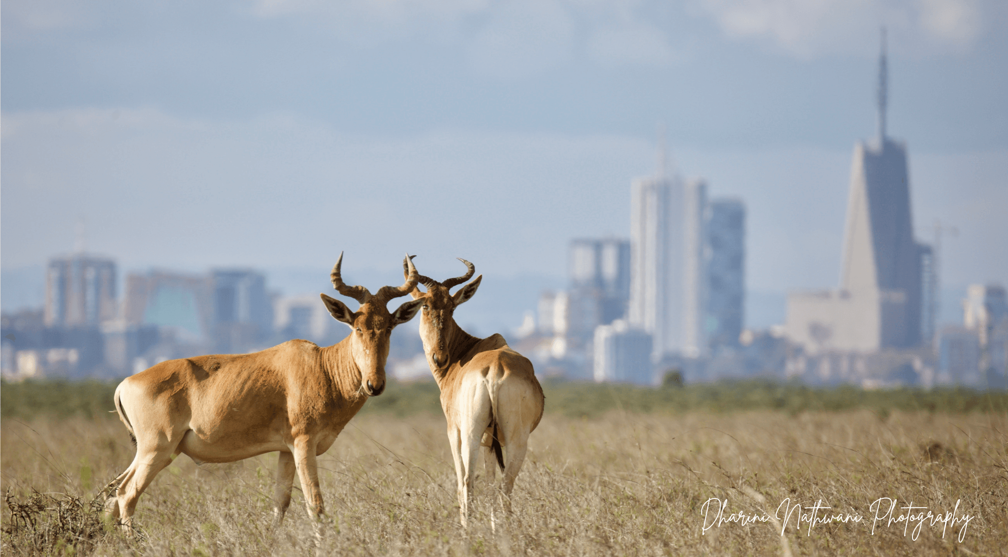 Northern Kenya wilderness — gallery image 3