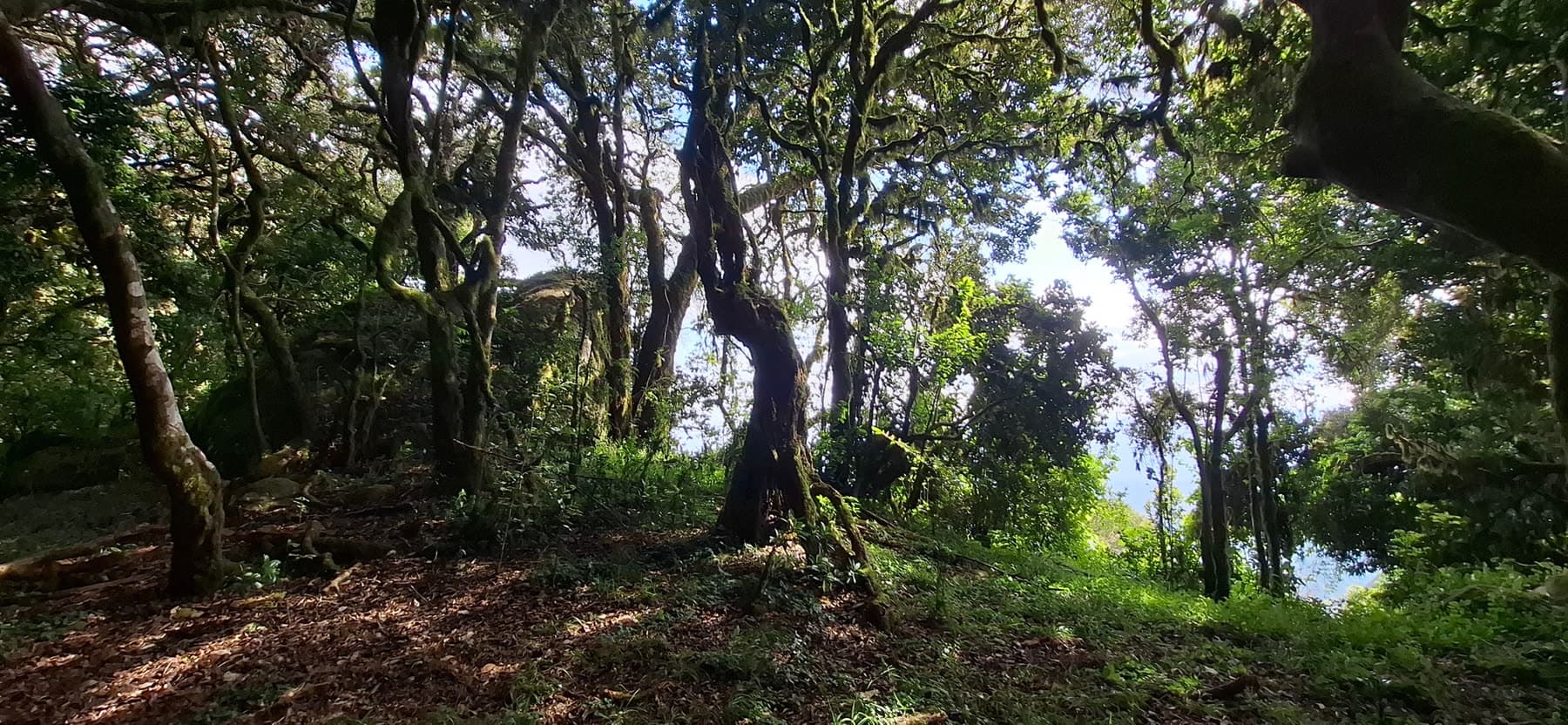 Sunlight filtering through a mossy montane forest in the Ndoto Mountains